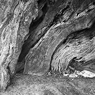 <em>Tree and Limestone Rock</em>, 2018, Printed on 13"x19" archival paper, B/W photograph