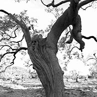 <em>Trunk Form and Distant View</em>, 2018, Printed on 13"x19" archival paper, B/W photograph